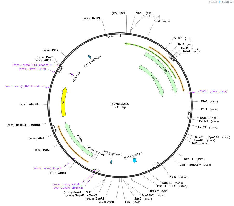 219890-plasmid-map-sequence-id-435394
