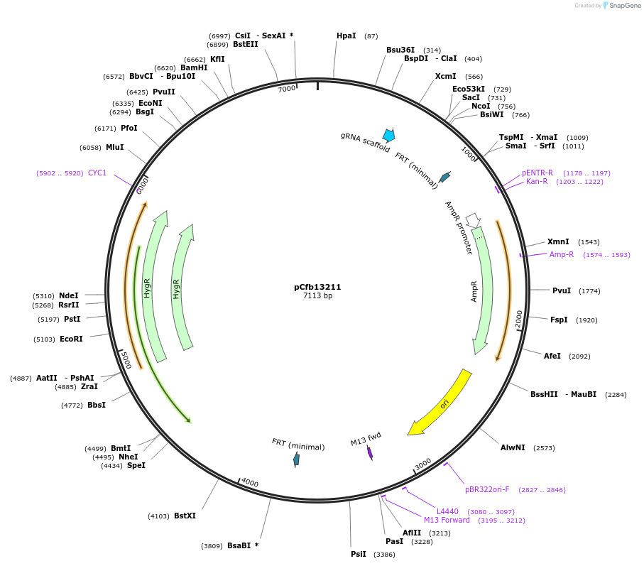 219886-plasmid-map-sequence-id-435395