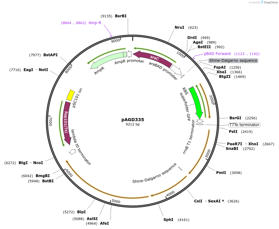 219499-plasmid-map-sequence-id-435415