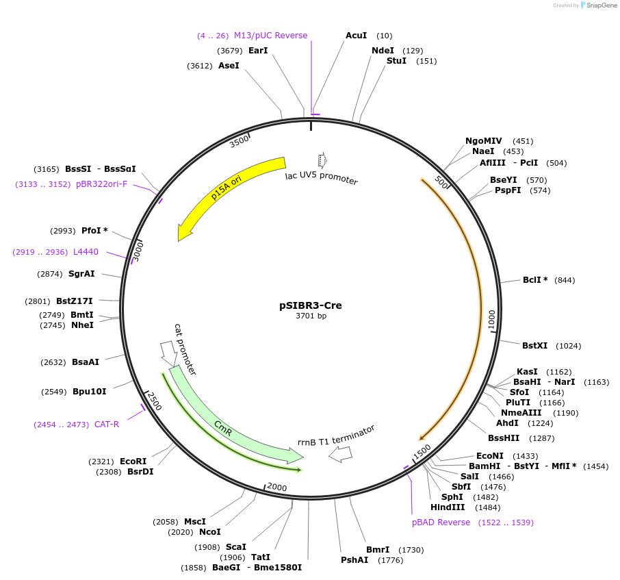 219439-plasmid-map-sequence-id-435421