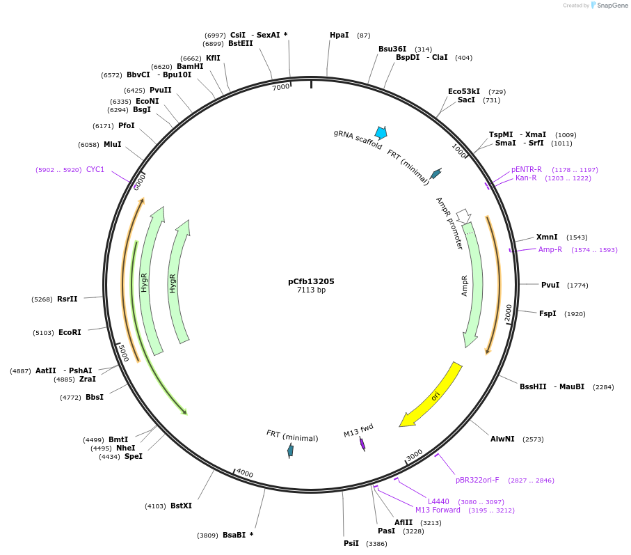 219880-plasmid-map-sequence-id-435423