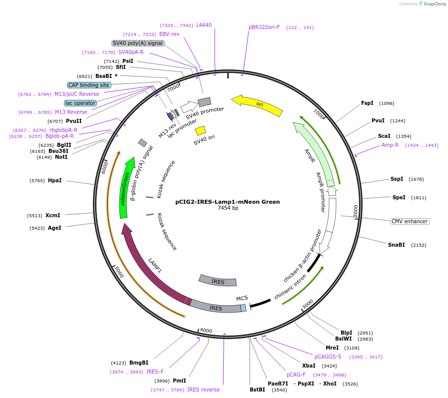 219441-plasmid-map-sequence-id-435465
