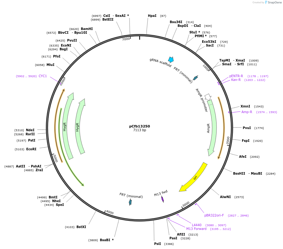 219921-plasmid-map-sequence-id-435475
