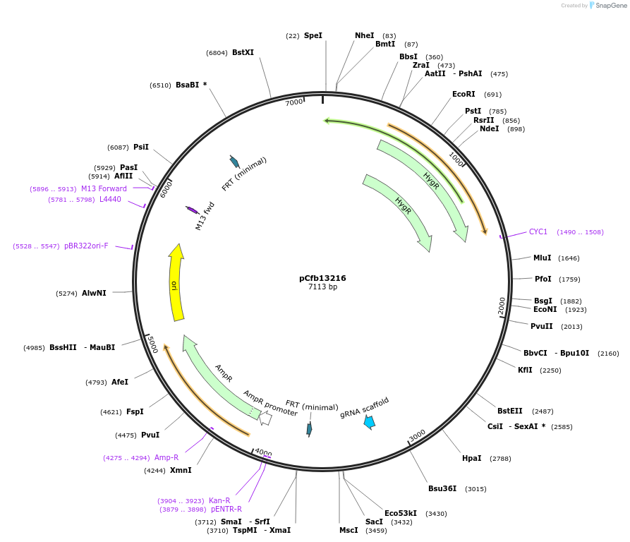 219891-plasmid-map-sequence-id-435498