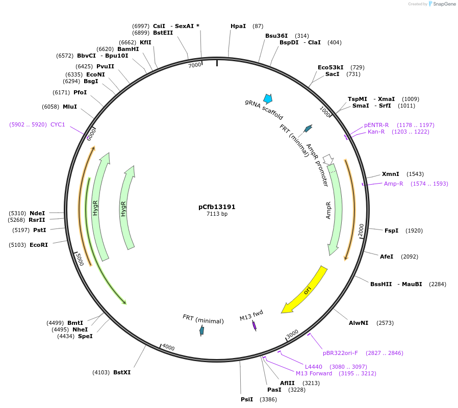 219866-plasmid-map-sequence-id-435512