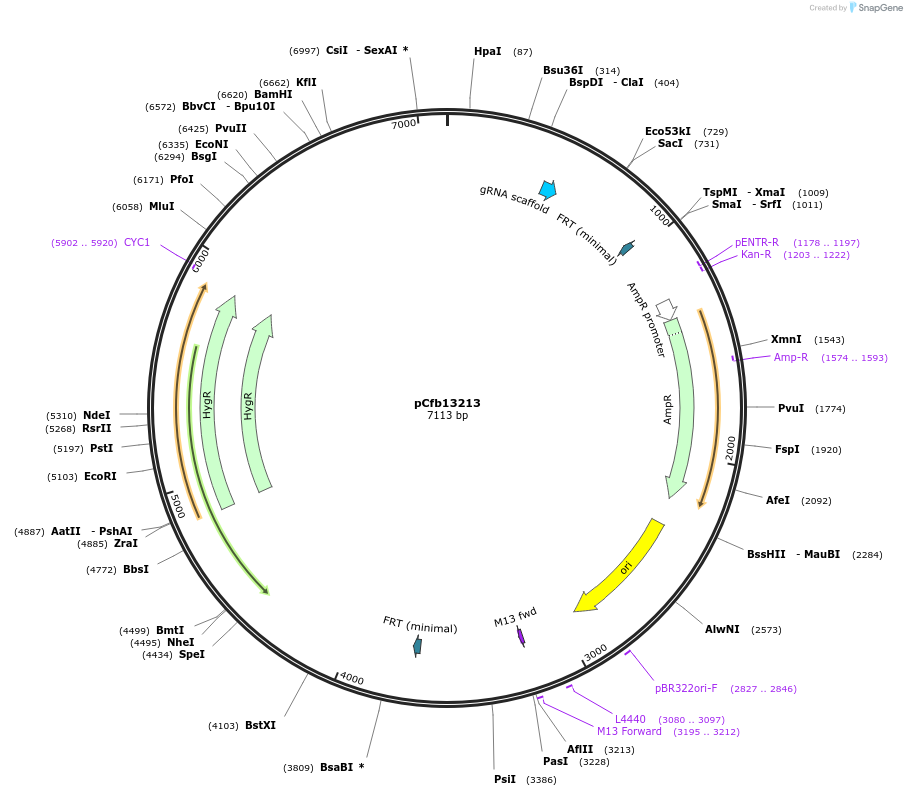 219888-plasmid-map-sequence-id-435515
