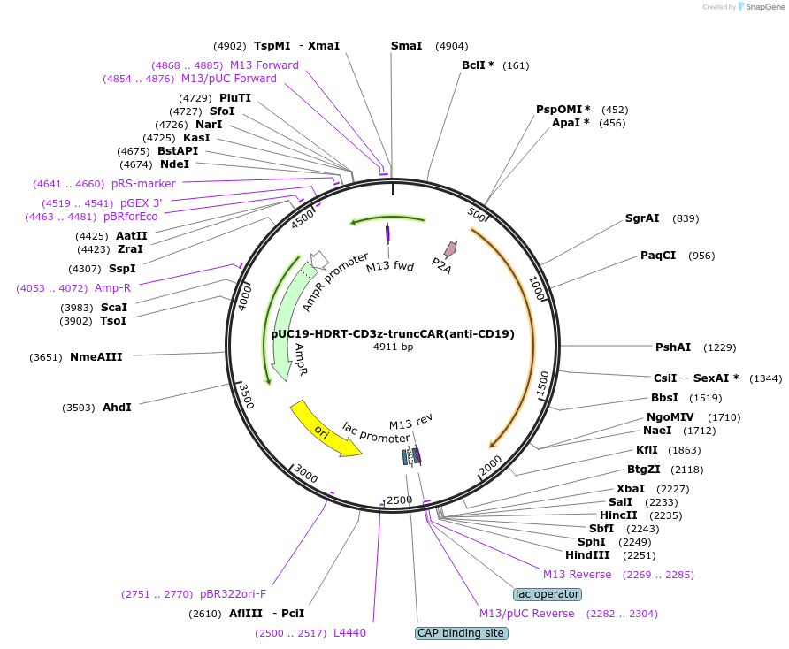 215758-plasmid-map-sequence-id-435517