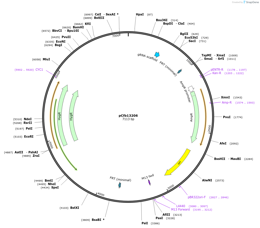 219881-plasmid-map-sequence-id-435521