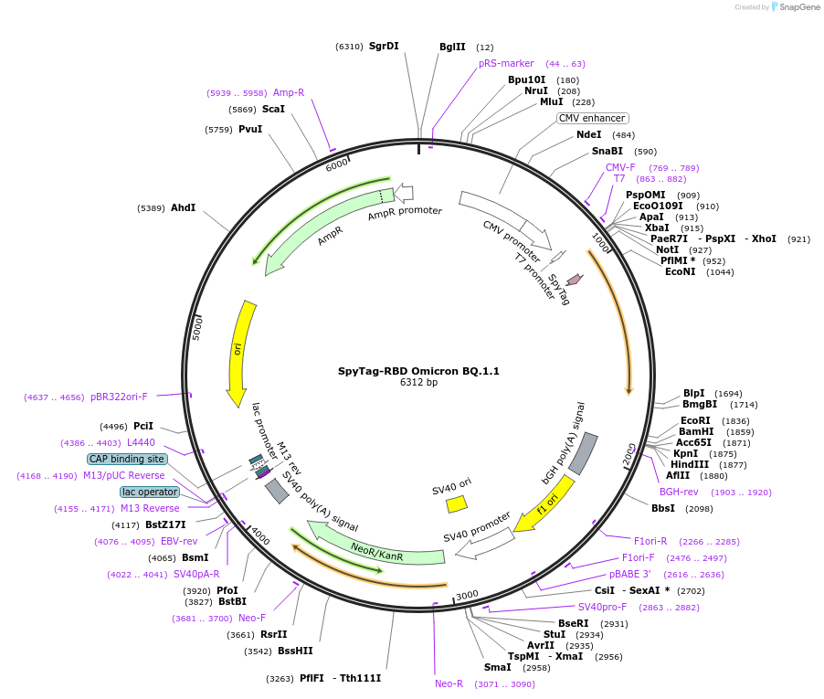 214725-plasmid-map-sequence-id-435530