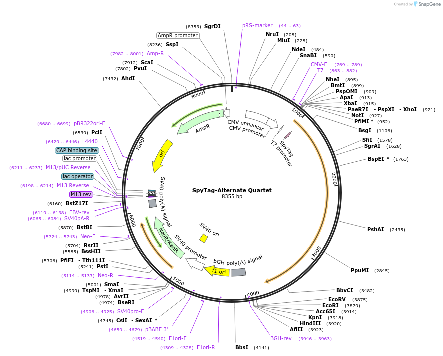 214728-plasmid-map-sequence-id-435533