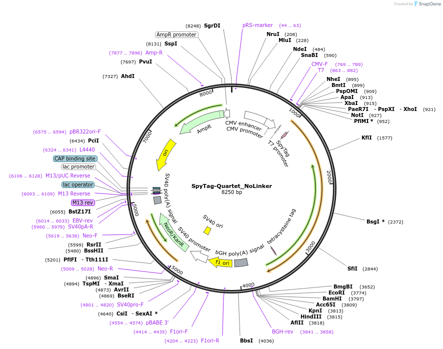 214731-plasmid-map-sequence-id-435536