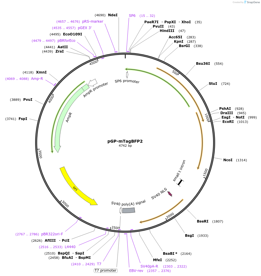 220747-plasmid-map-sequence-id-435546