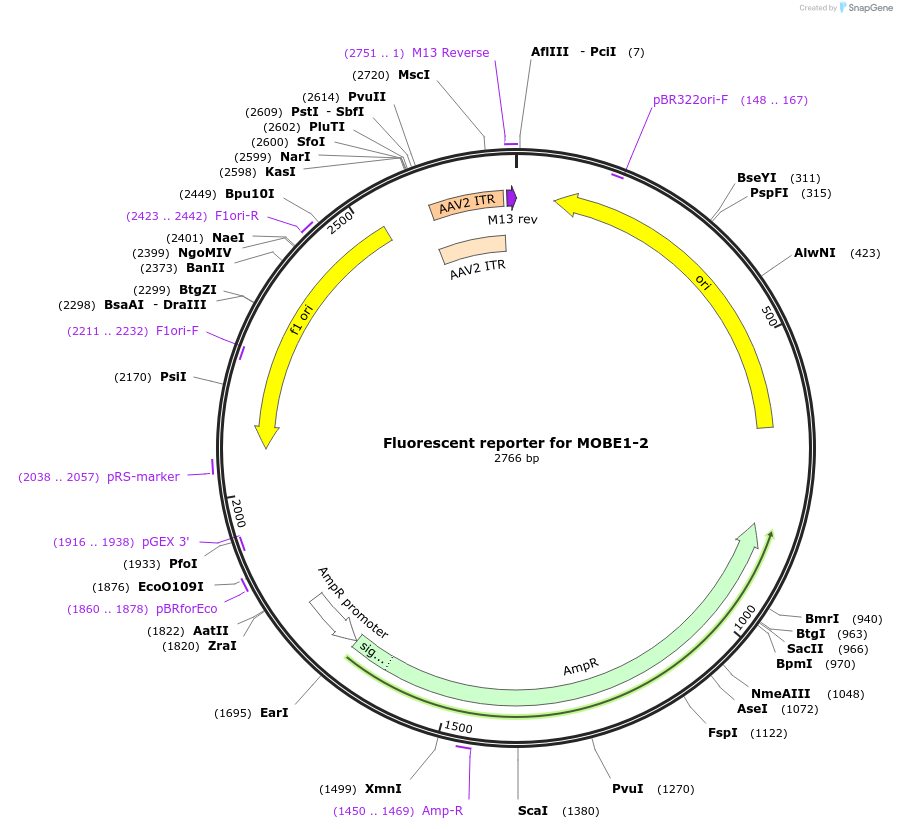 219945-plasmid-map-sequence-id-435552