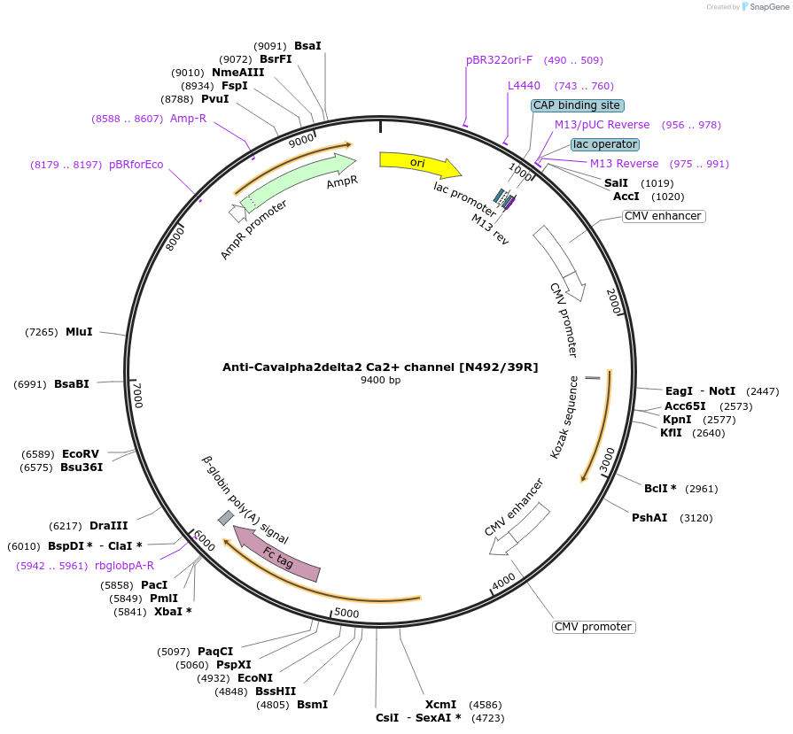 220415-plasmid-map-sequence-id-435560