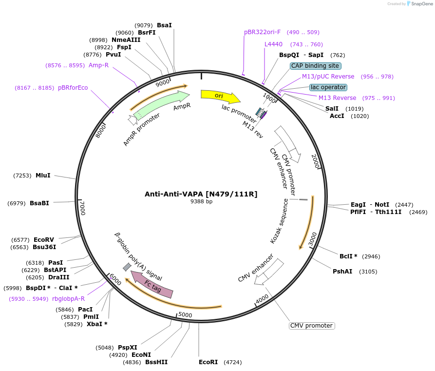 220413-plasmid-map-sequence-id-435562