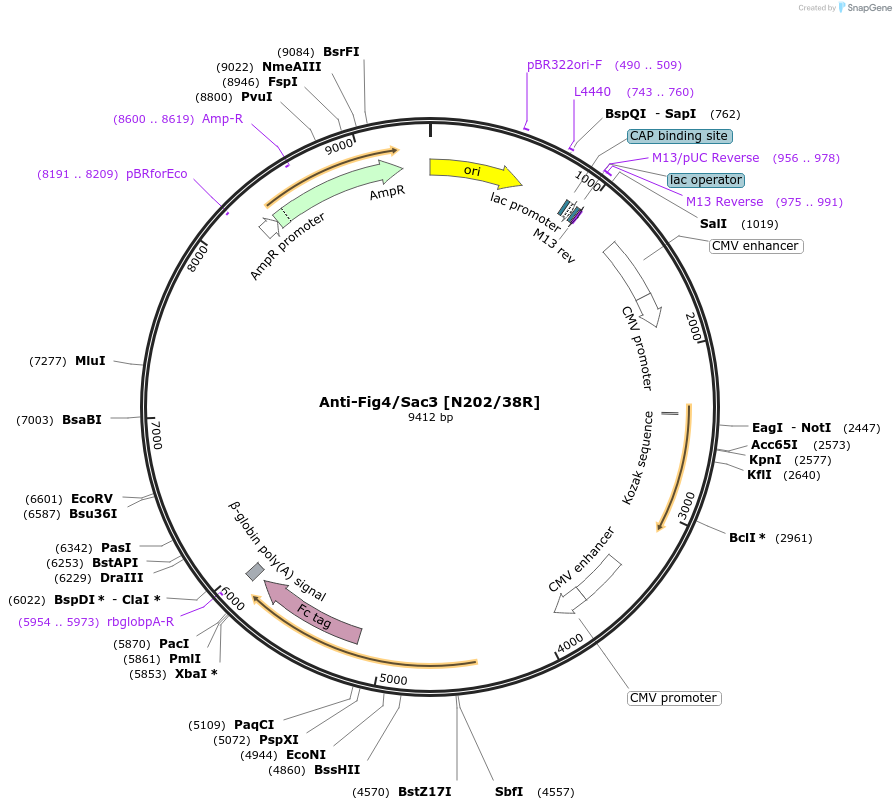 220408-plasmid-map-sequence-id-435566