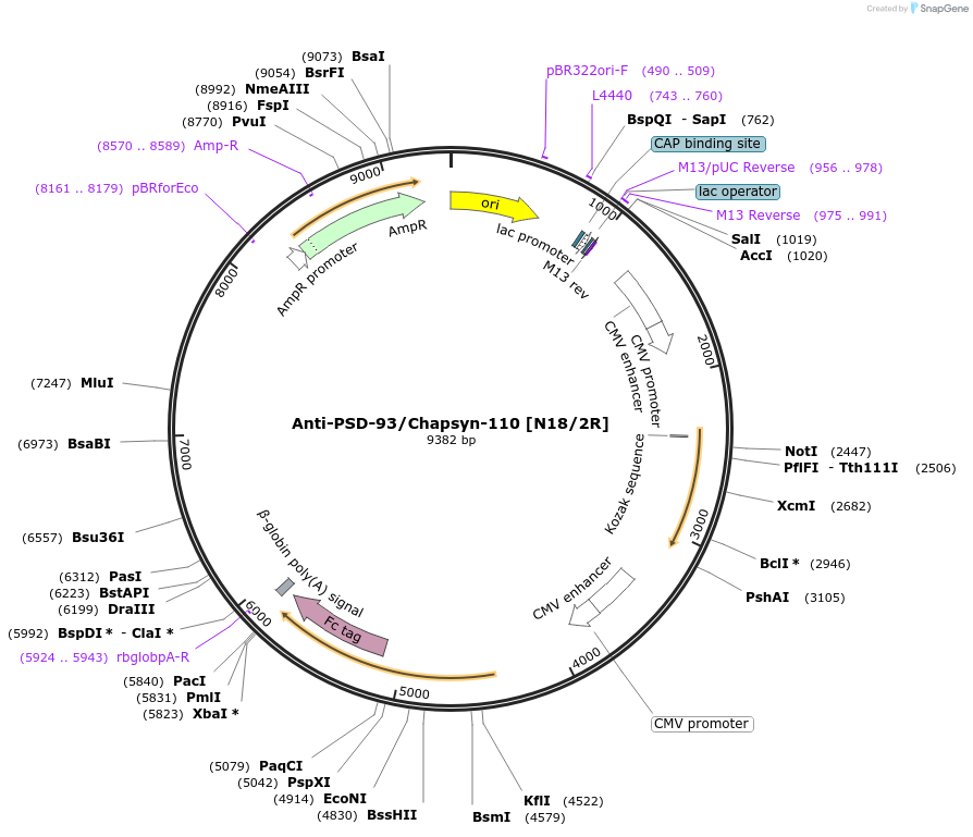 220406-plasmid-map-sequence-id-435568