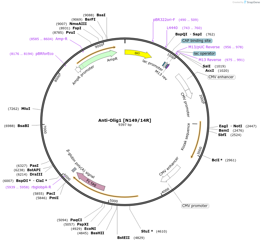 220404-plasmid-map-sequence-id-435570