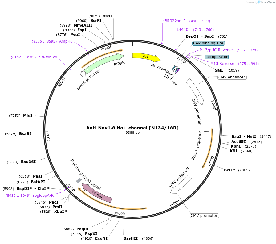 220403-plasmid-map-sequence-id-435571