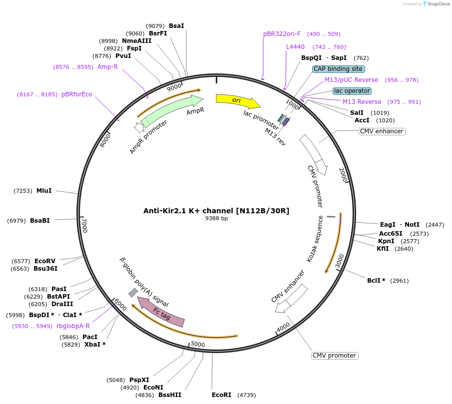 220401-plasmid-map-sequence-id-435573