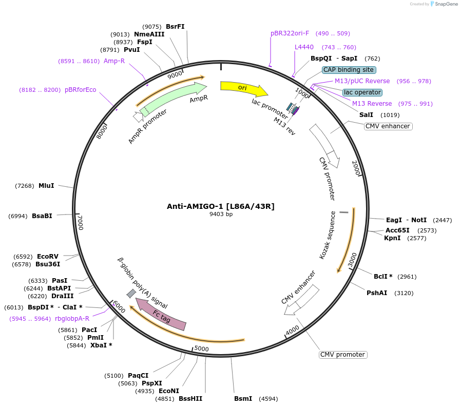 220399-plasmid-map-sequence-id-435575