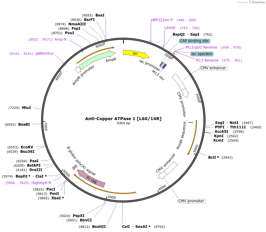 220396-plasmid-map-sequence-id-435577