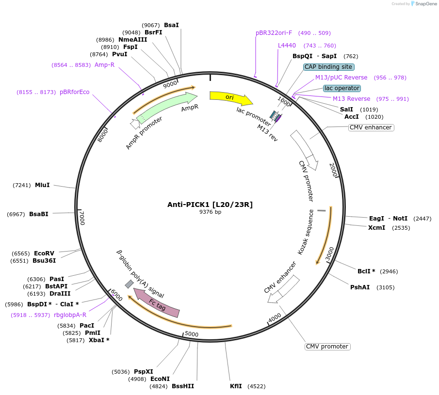 220393-plasmid-map-sequence-id-435579