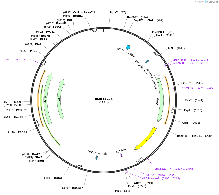 219883-plasmid-map-sequence-id-435605