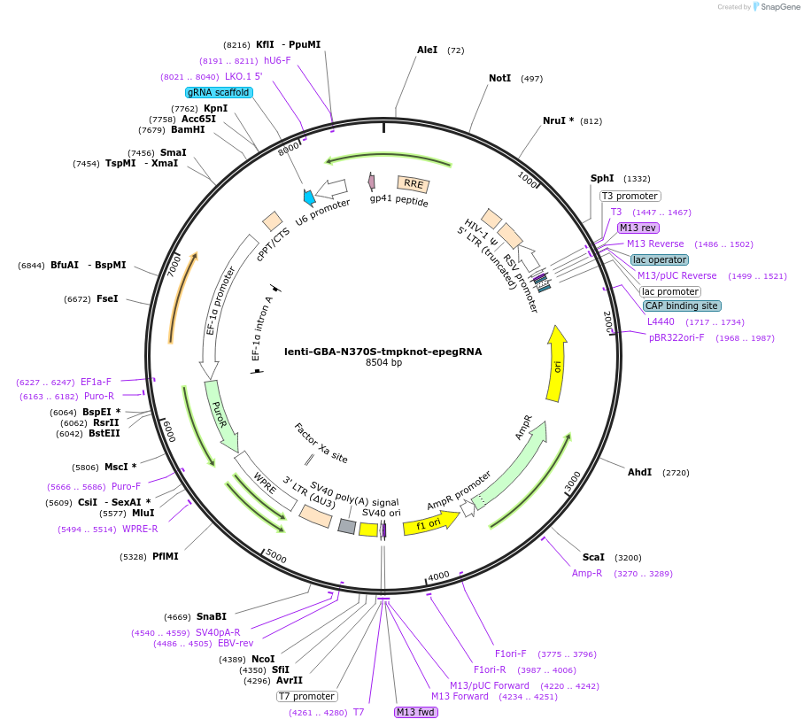 214091-plasmid-map-sequence-id-435617