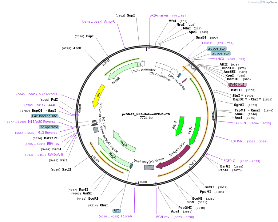 218448-plasmid-map-sequence-id-435624