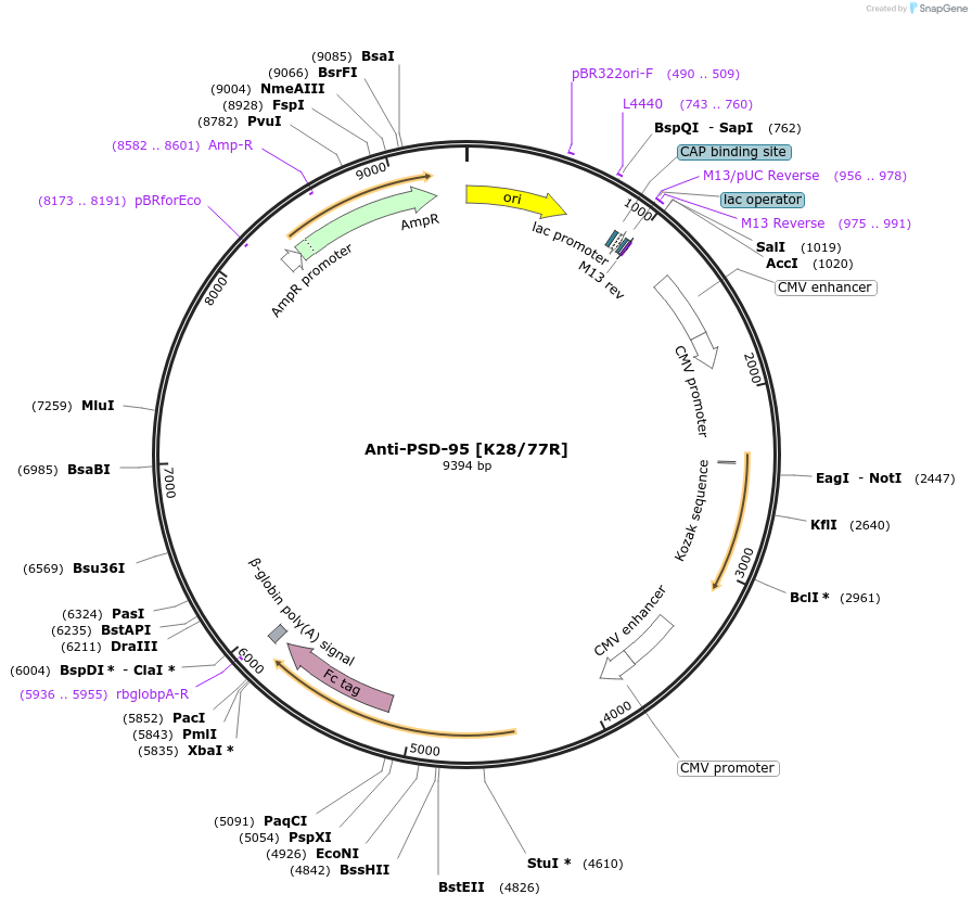 220380-plasmid-map-sequence-id-435625