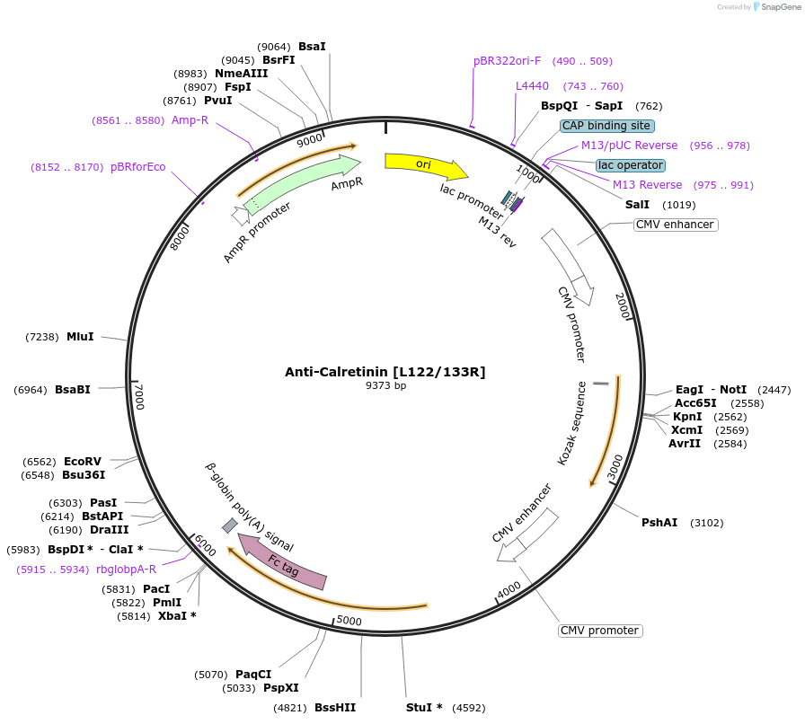 220387-plasmid-map-sequence-id-435627