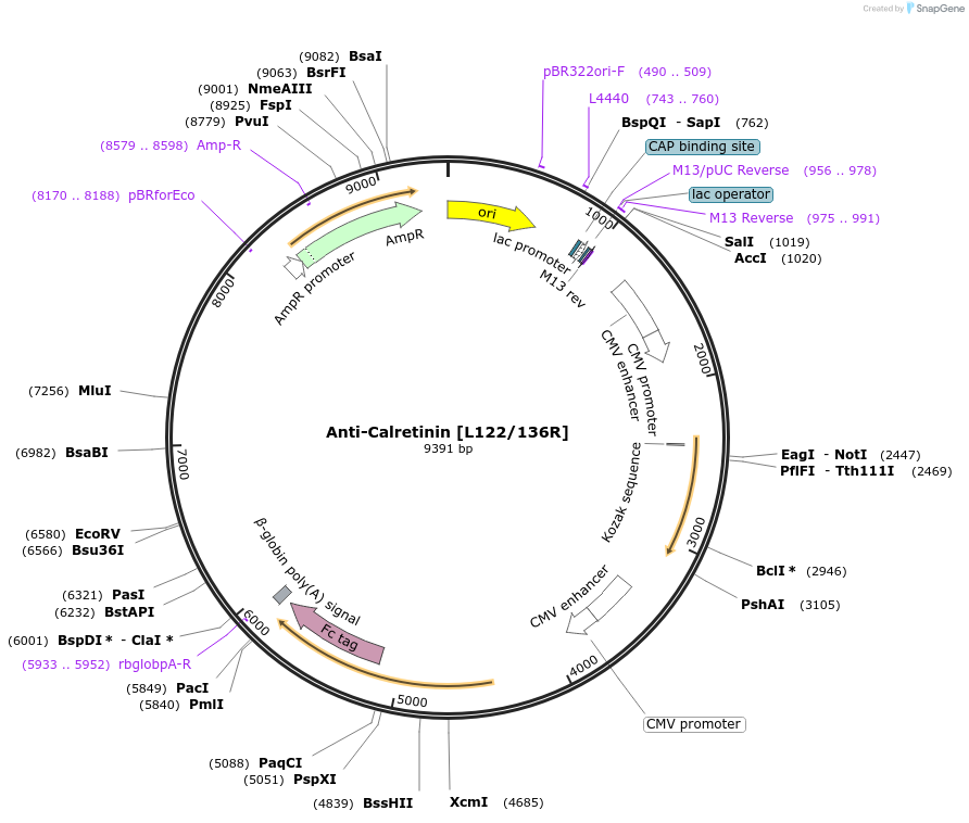 220388-plasmid-map-sequence-id-435629