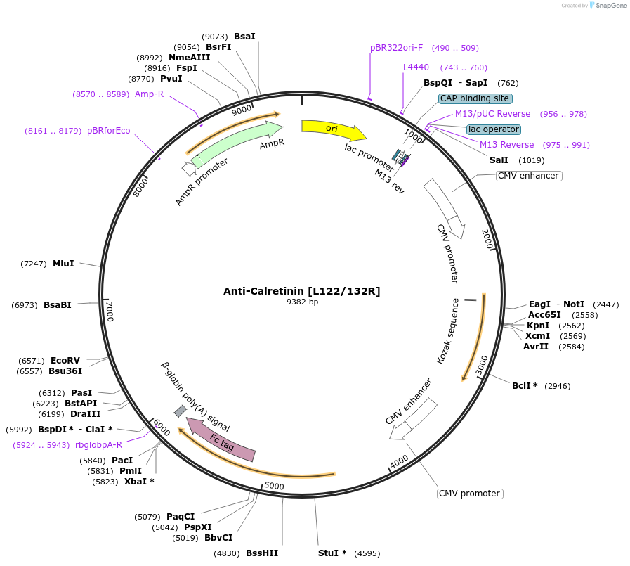 220386-plasmid-map-sequence-id-435630
