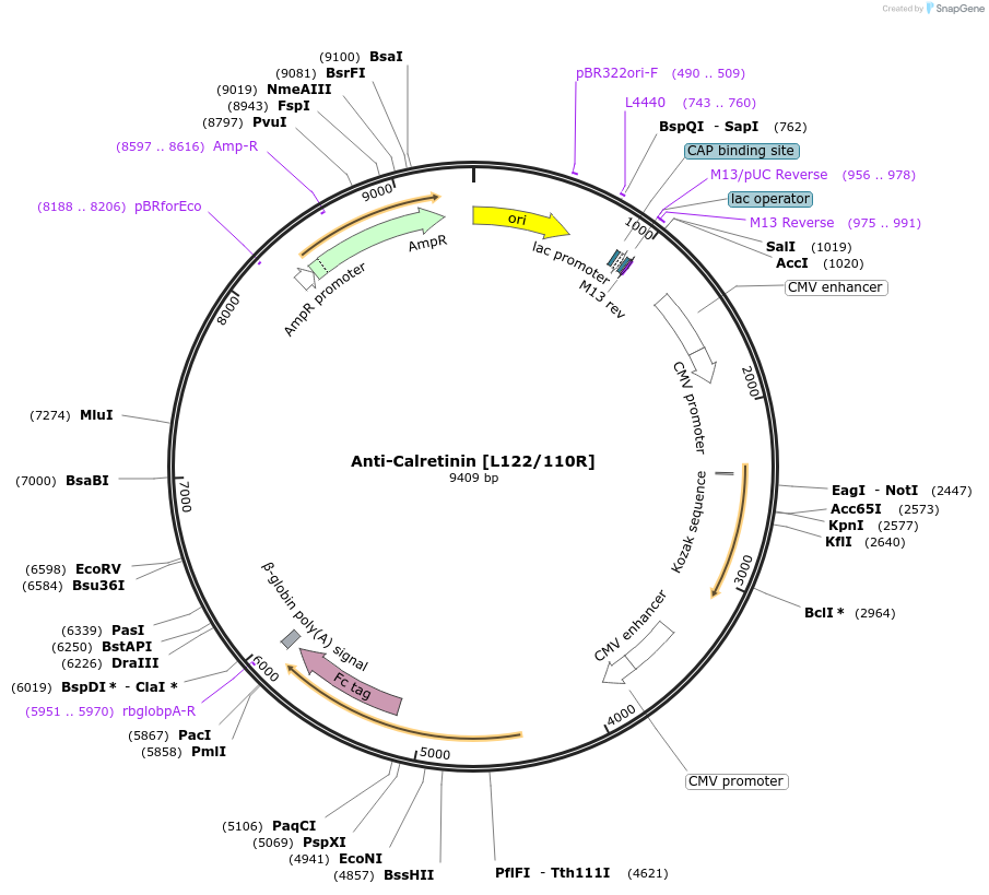 220384-plasmid-map-sequence-id-435632