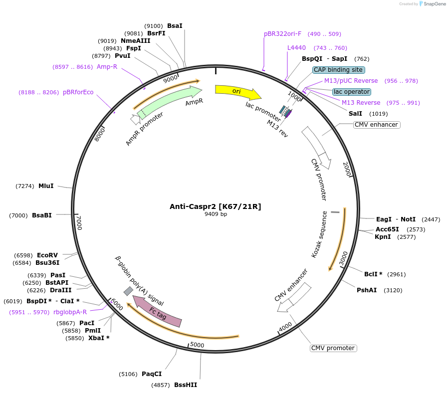220383-plasmid-map-sequence-id-435634