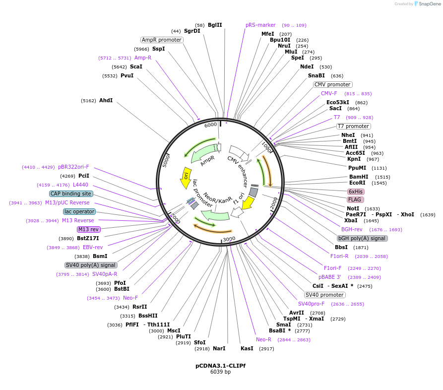 200787-plasmid-map-sequence-id-435644
