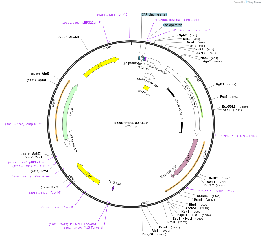 12214-plasmid-map-sequence-id-435646