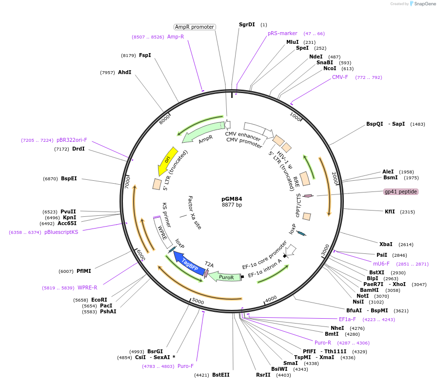 220172-plasmid-map-sequence-id-435648