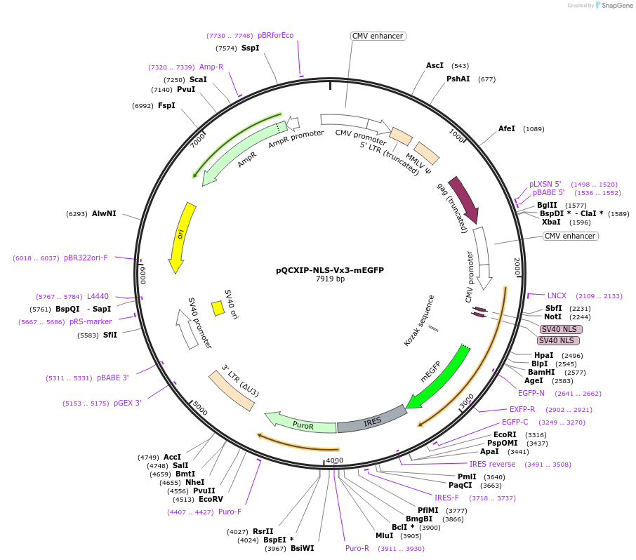 35529-plasmid-map-sequence-id-43567
