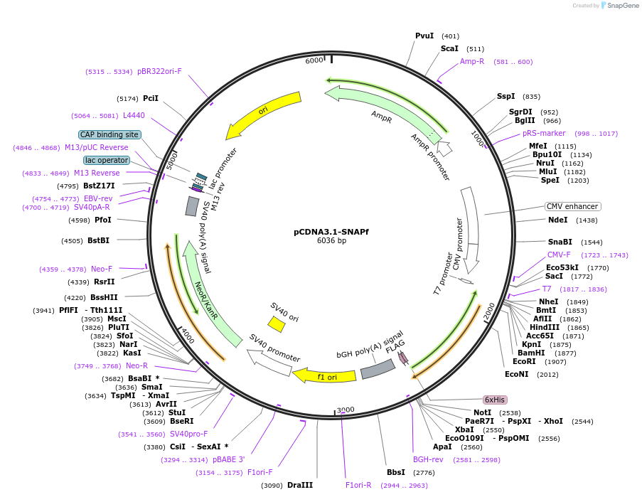 200788-plasmid-map-sequence-id-435683