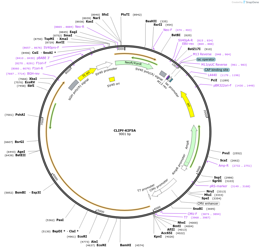 200790-plasmid-map-sequence-id-435685