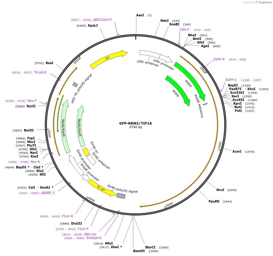 17661-plasmid-map-sequence-id-435688