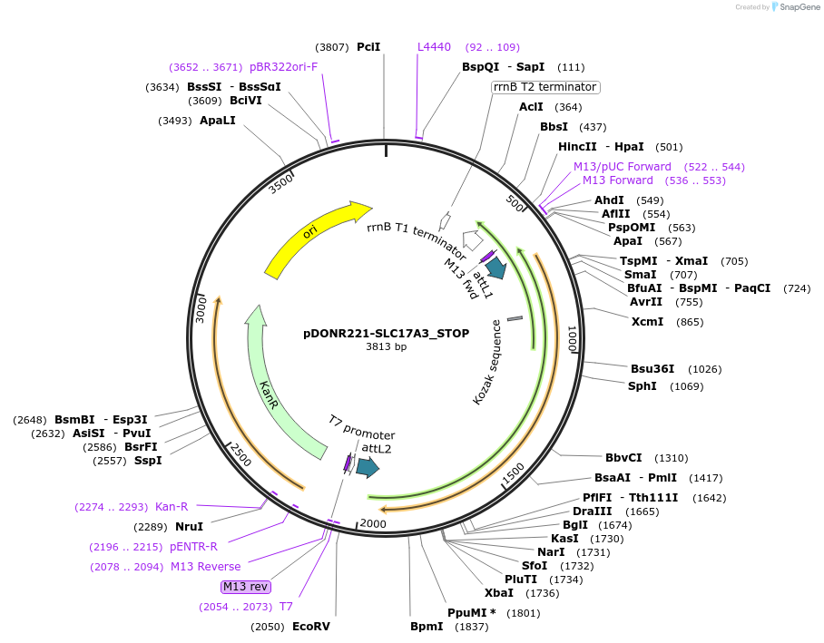 161078-plasmid-map-sequence-id-435712