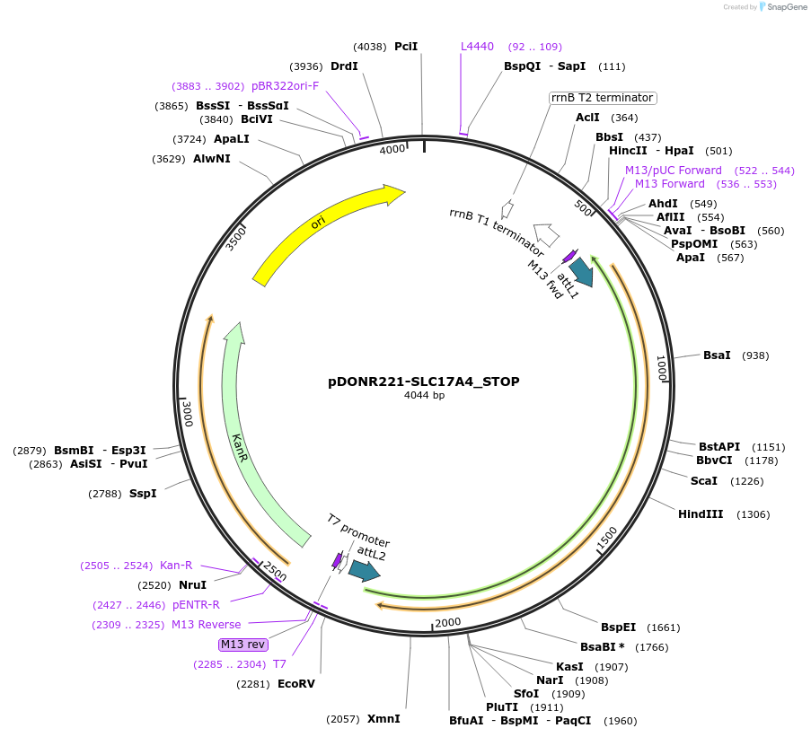 161090-plasmid-map-sequence-id-435715