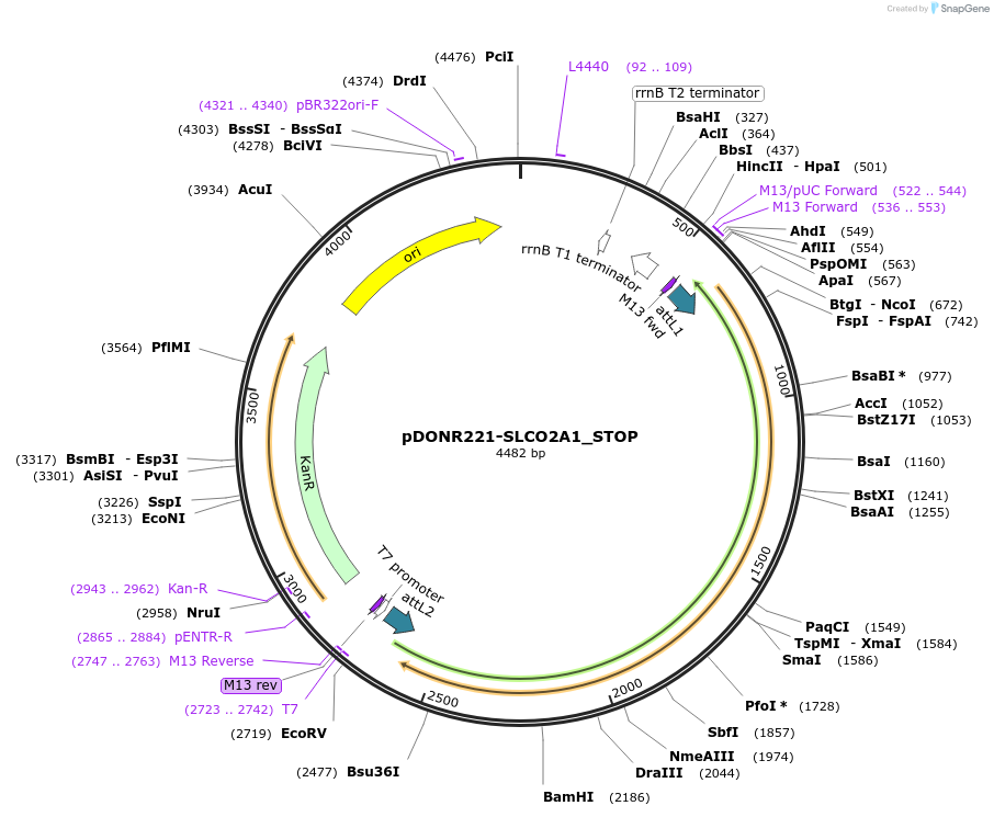 161115-plasmid-map-sequence-id-435716