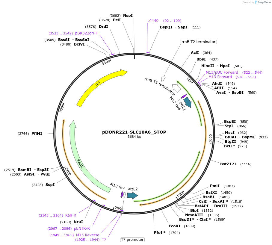161116-plasmid-map-sequence-id-435717