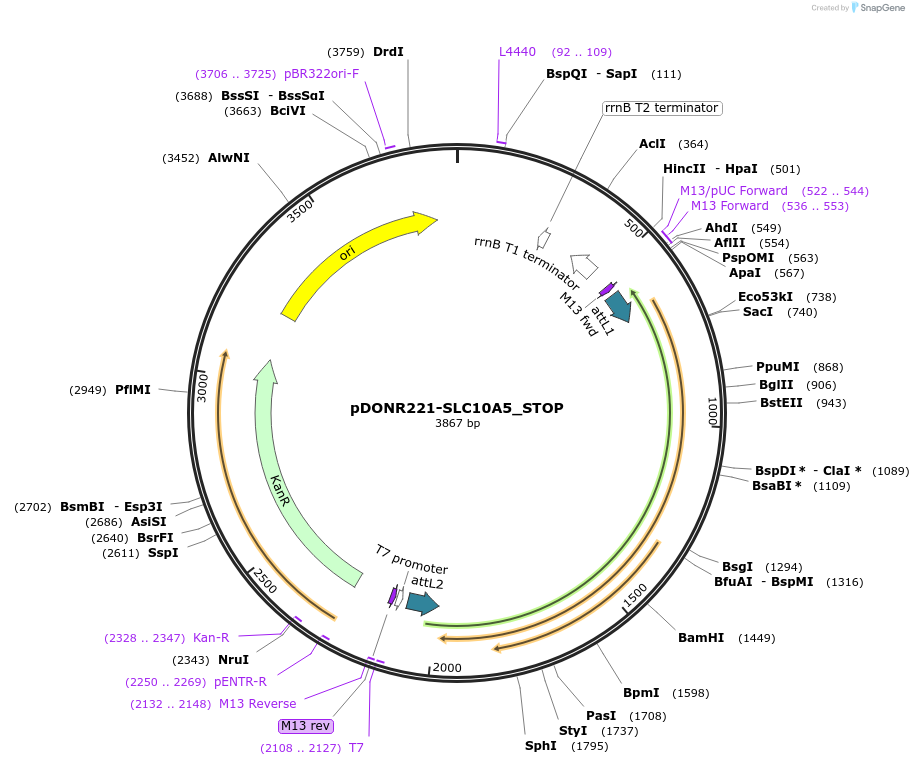 161121-plasmid-map-sequence-id-435718