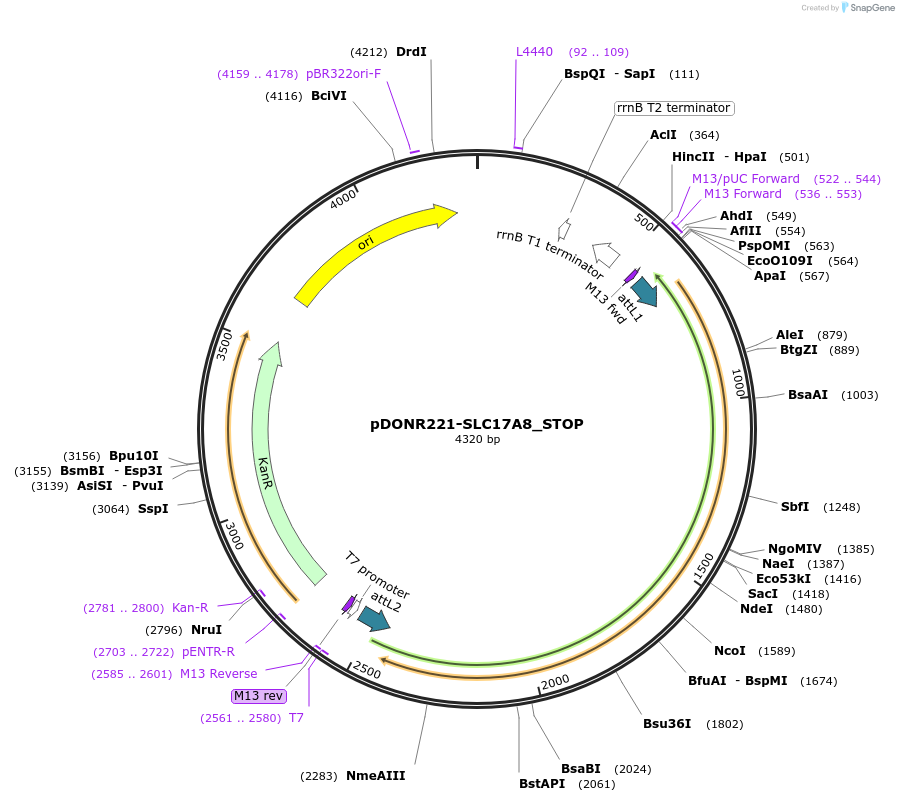 161127-plasmid-map-sequence-id-435719