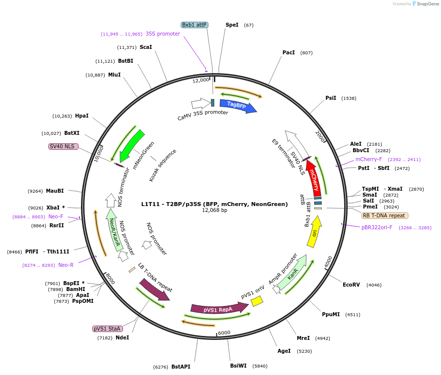 219688-plasmid-map-sequence-id-435723